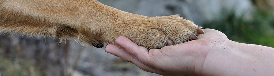 Ausbildung zum Hundetrainer